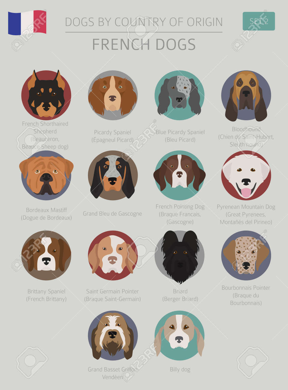 french dogs breeds