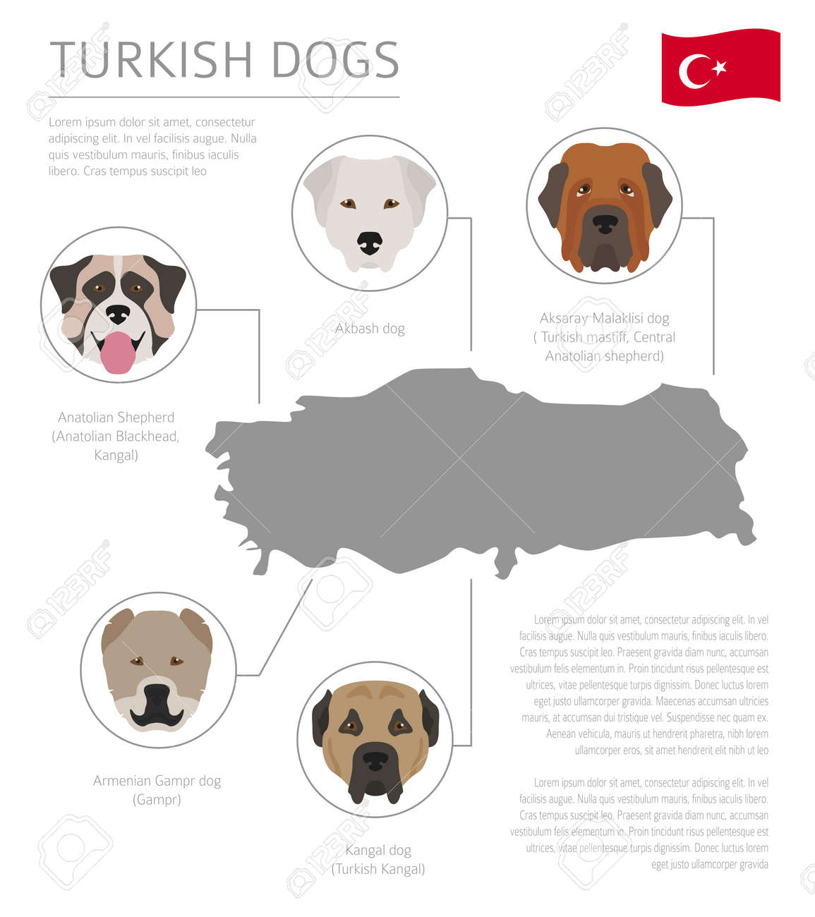 turkish breeds of dogs