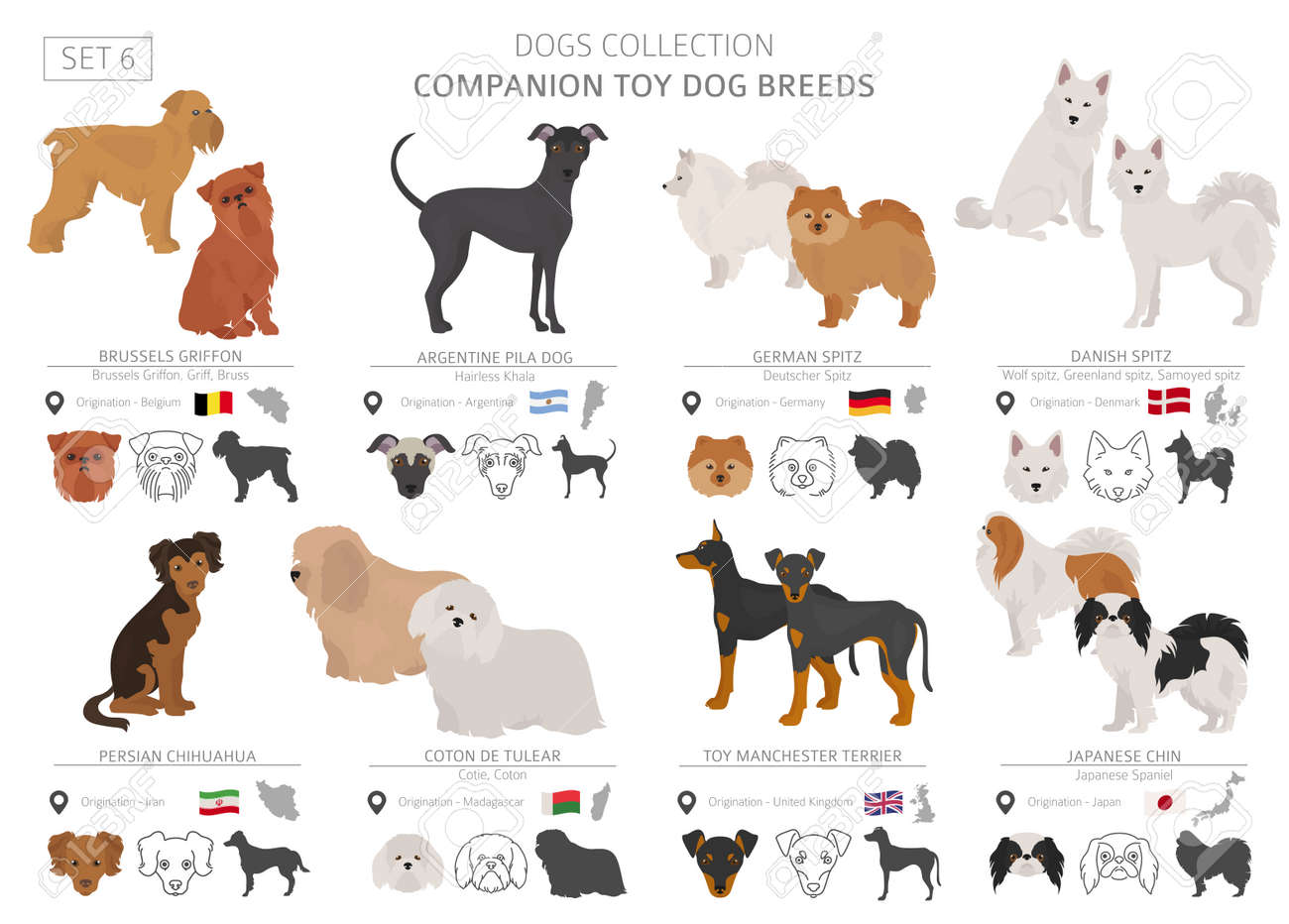 companion and toy dogs