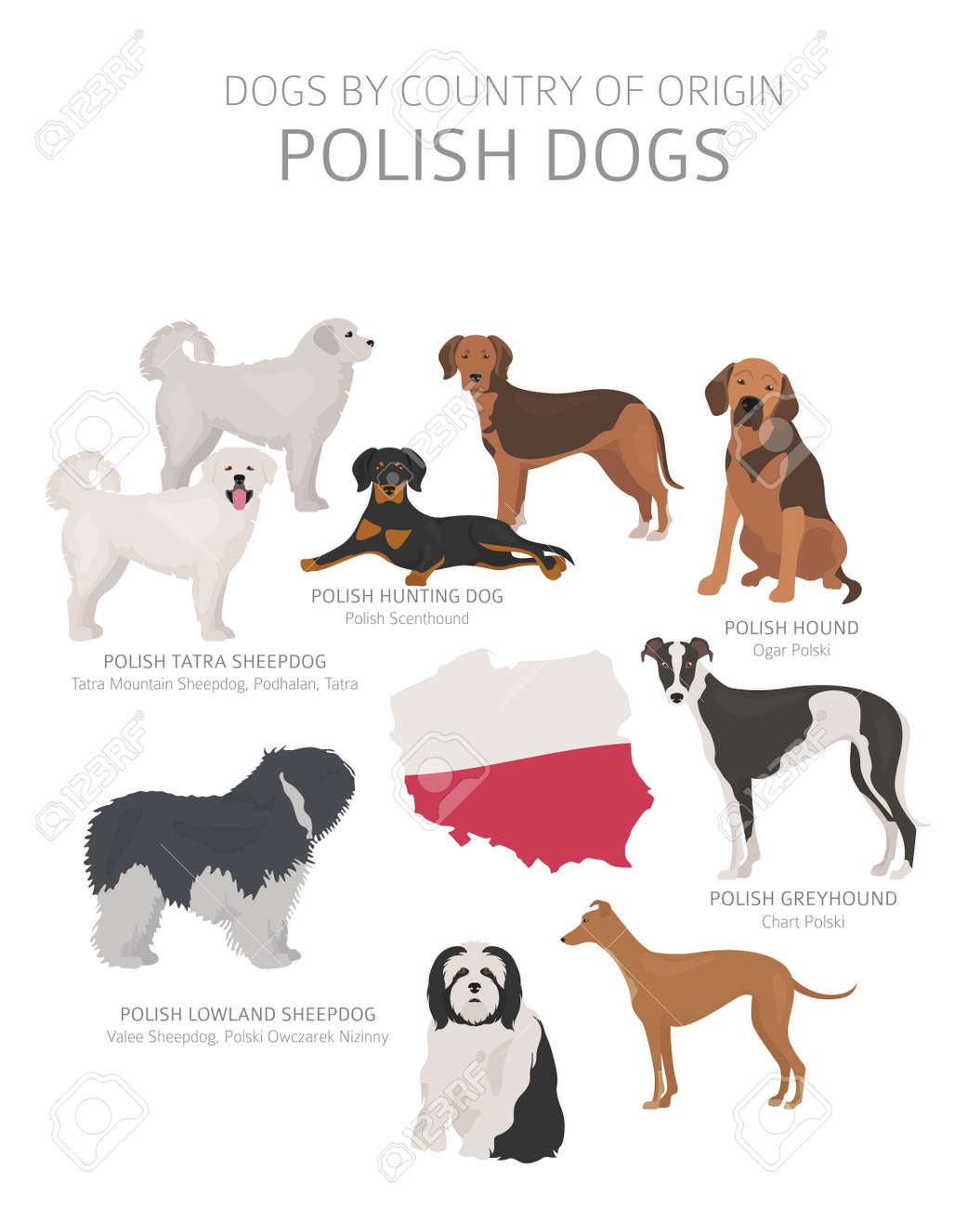 Dog Breeds Chart With Pictures