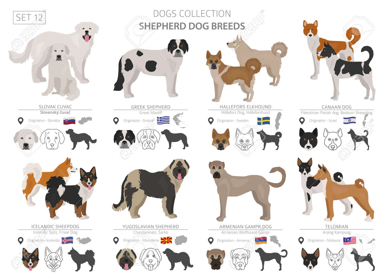 different breeds of herding dogs