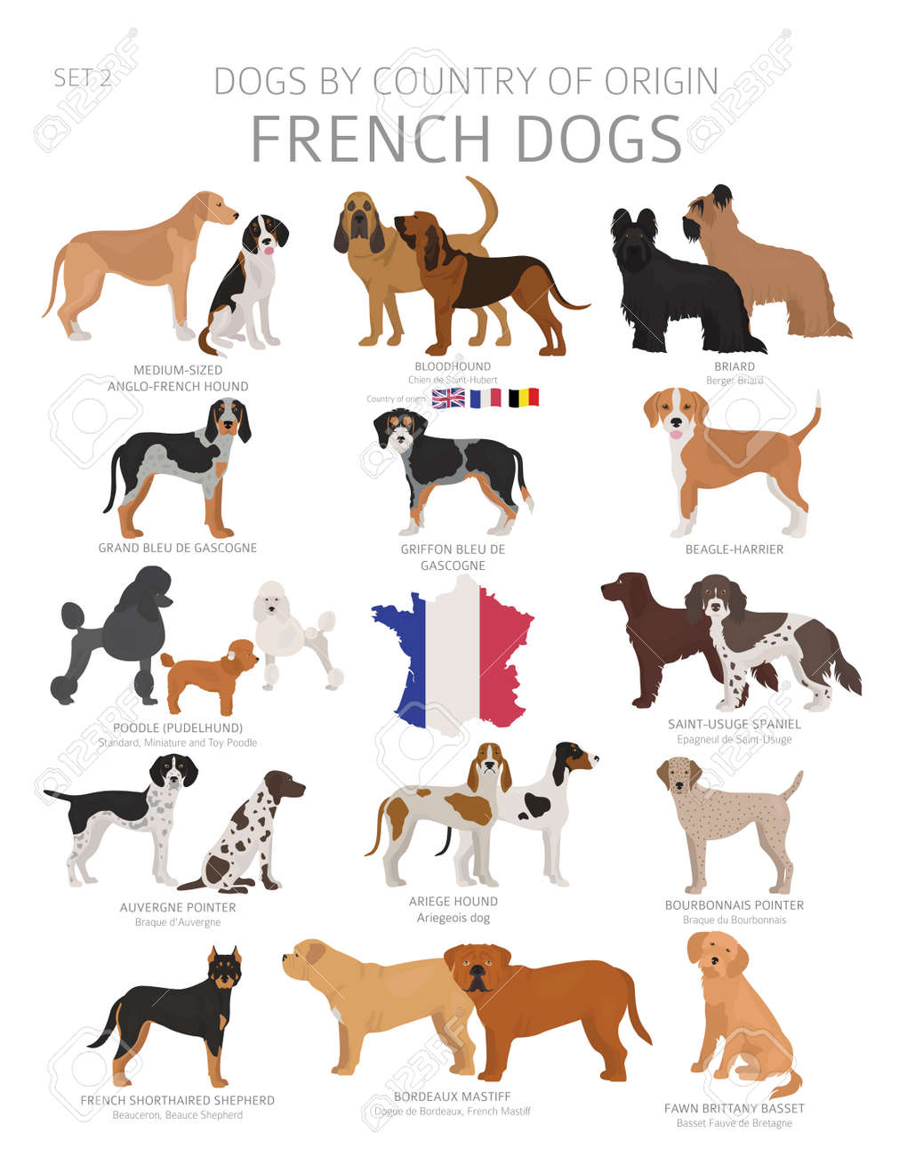french dogs breeds