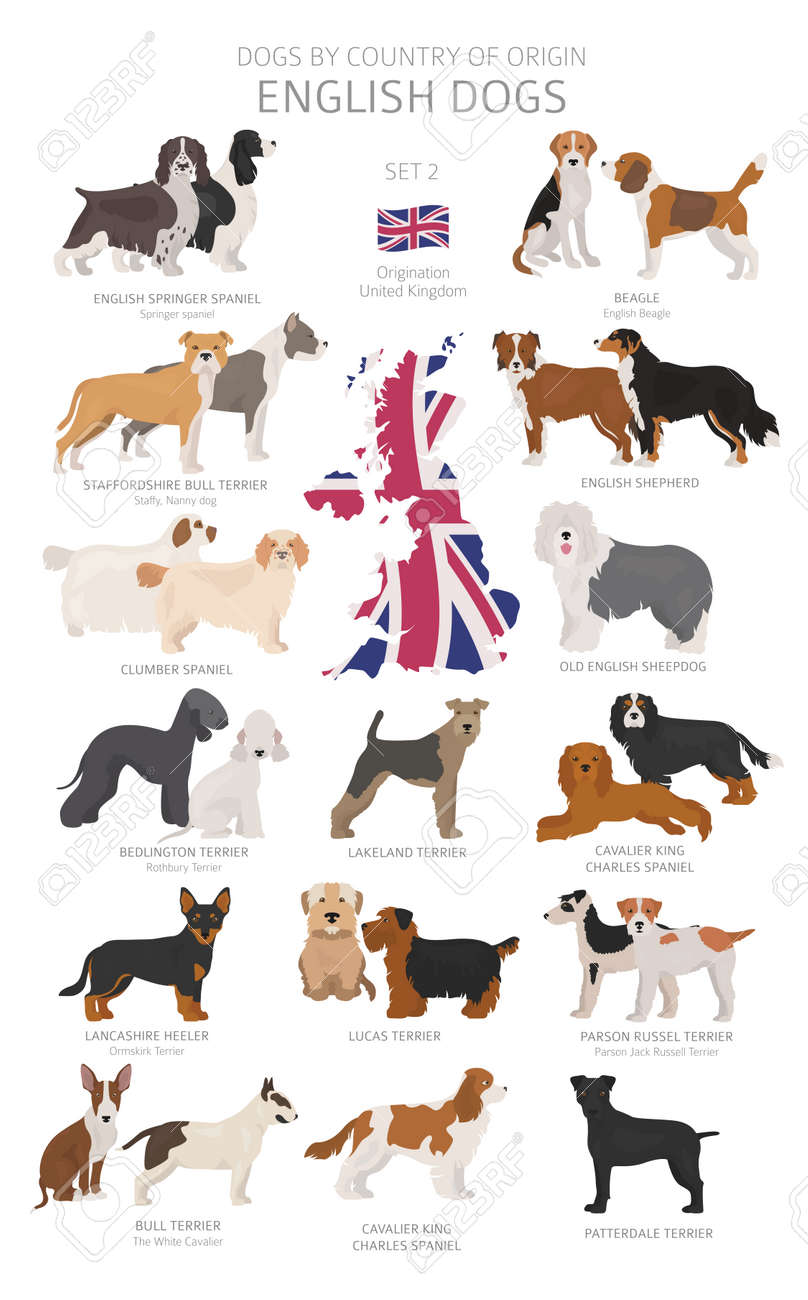 the english dog
