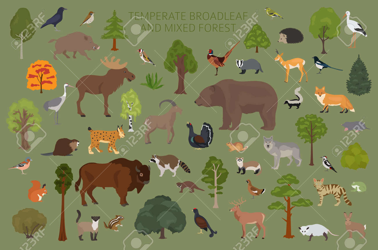 Temperate Broadleaf Forest And Mixed Forest Biome ...