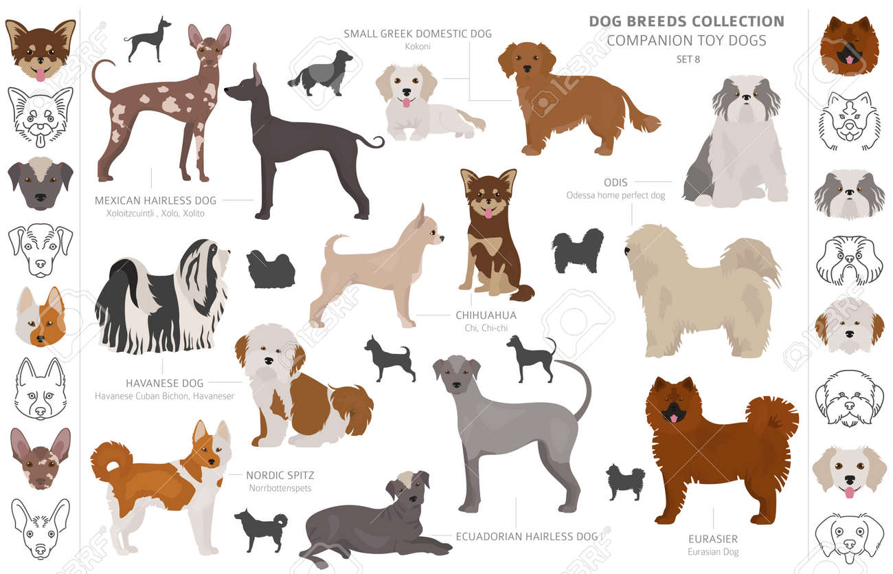 companion and toy dogs