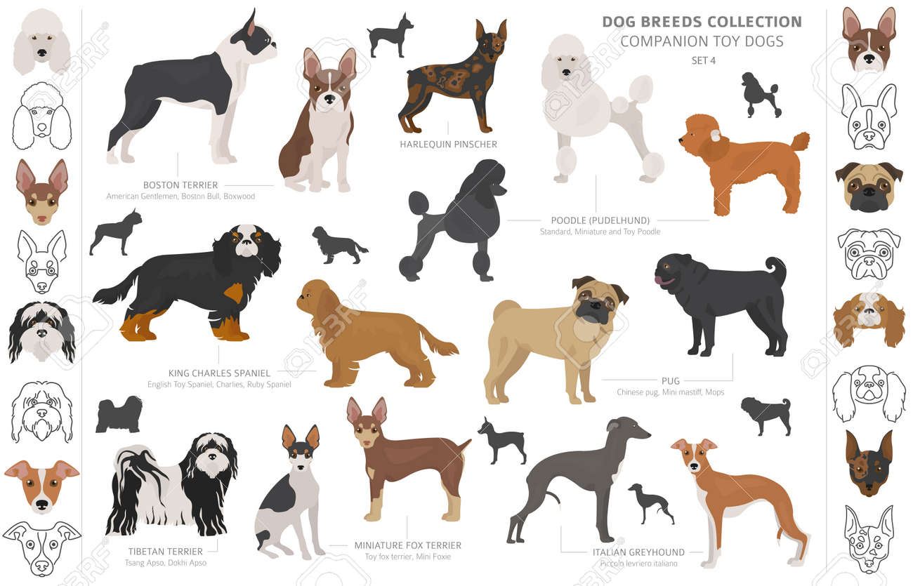 companion and toy dogs