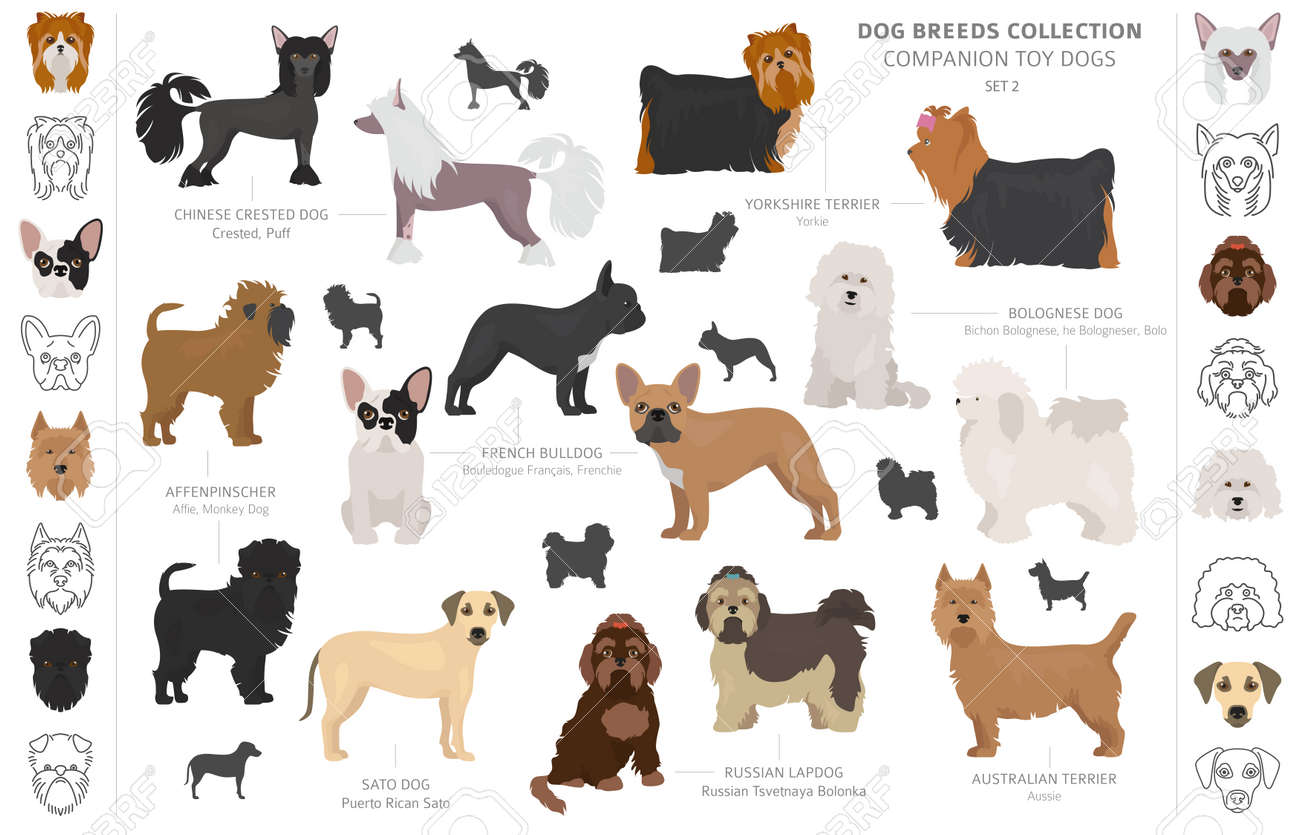 companion and toy dogs