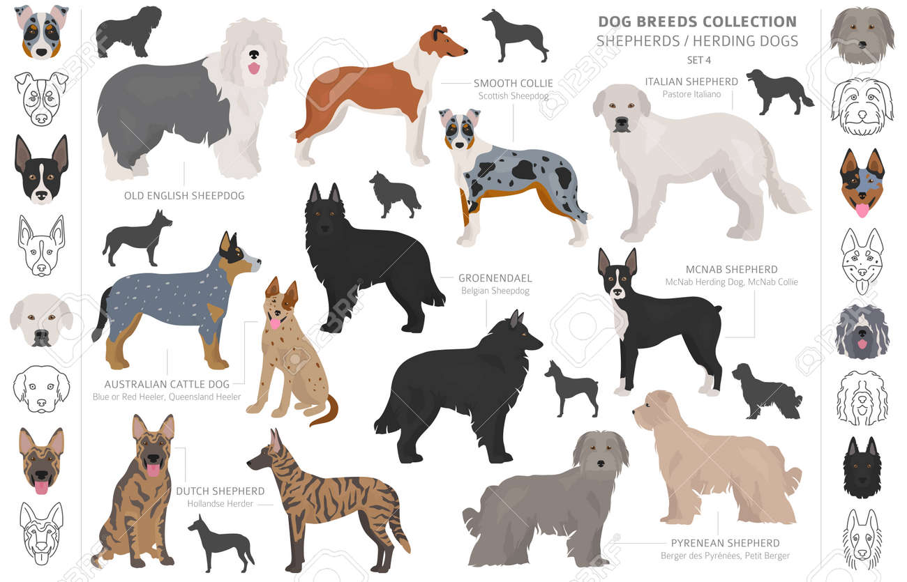 different breeds of herding dogs