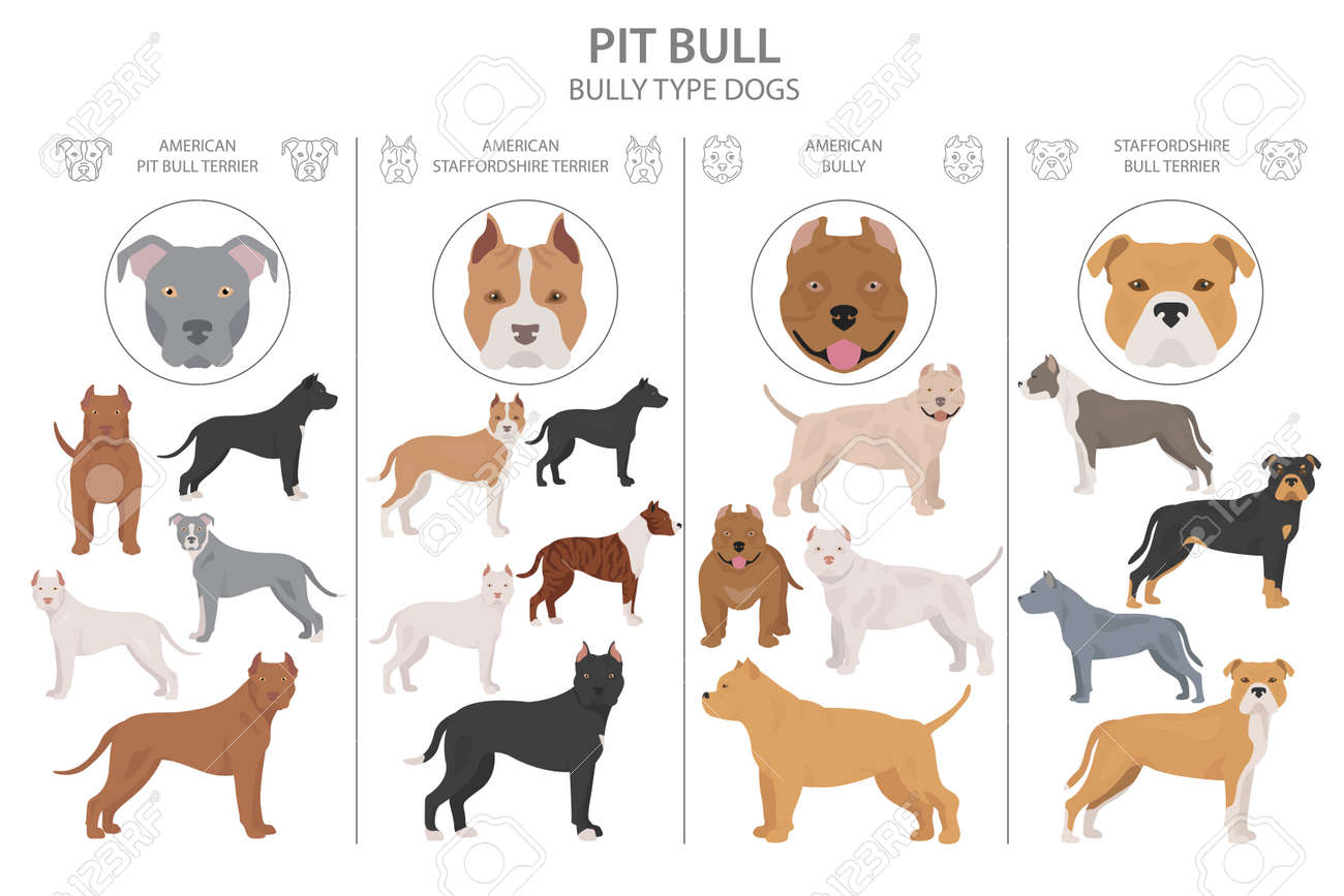 pitbull coats
