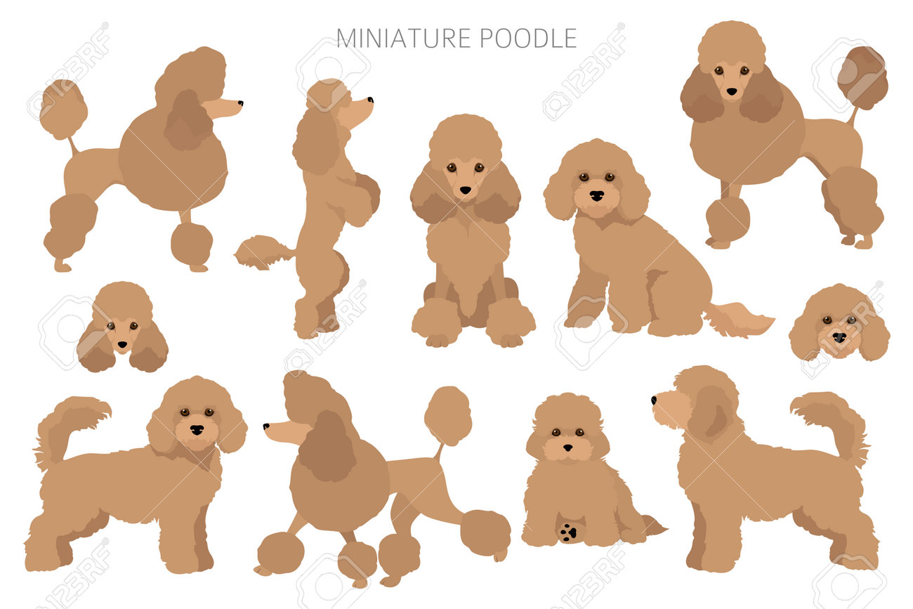 miniature poodle drawing