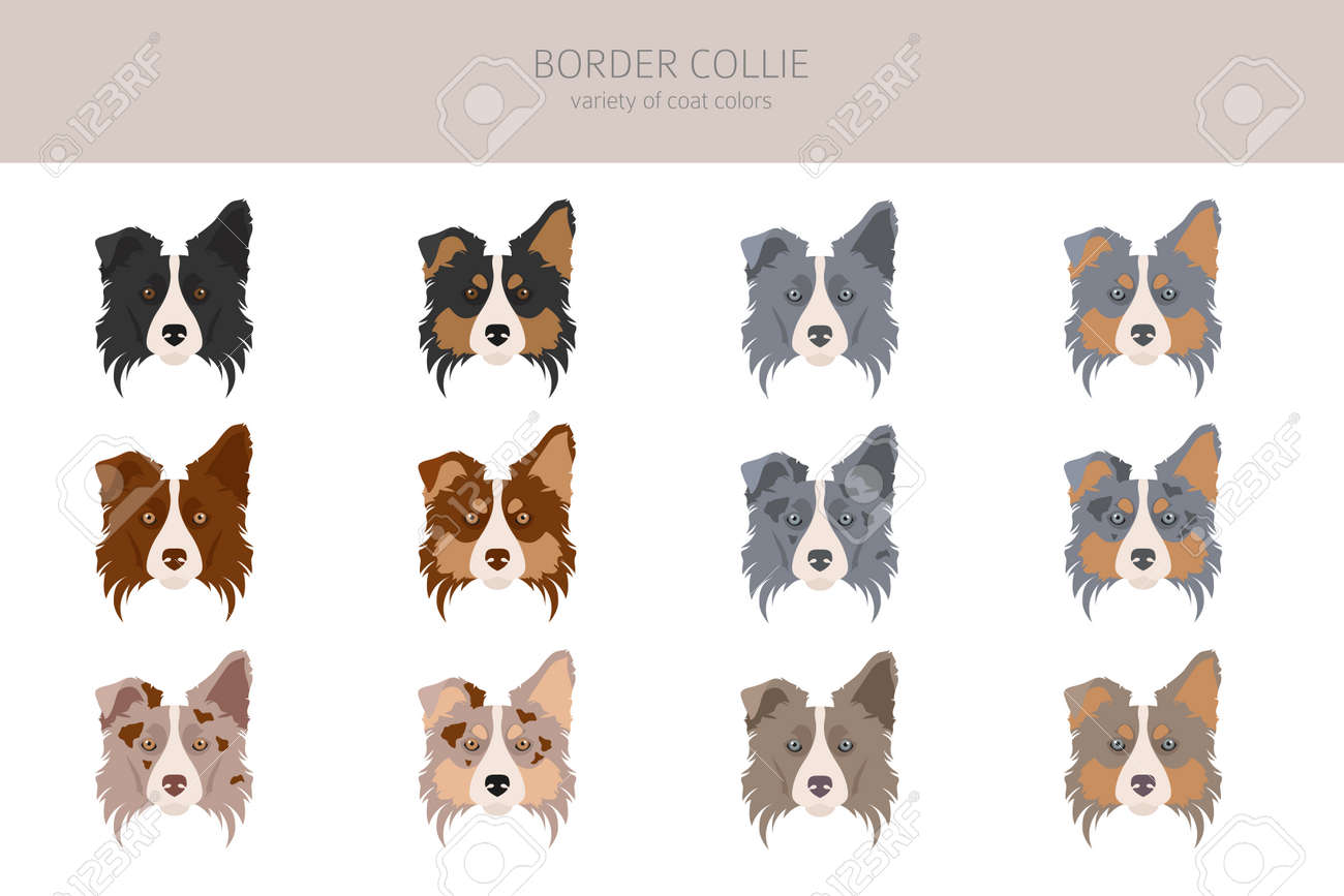 Border collie coat types Clearance