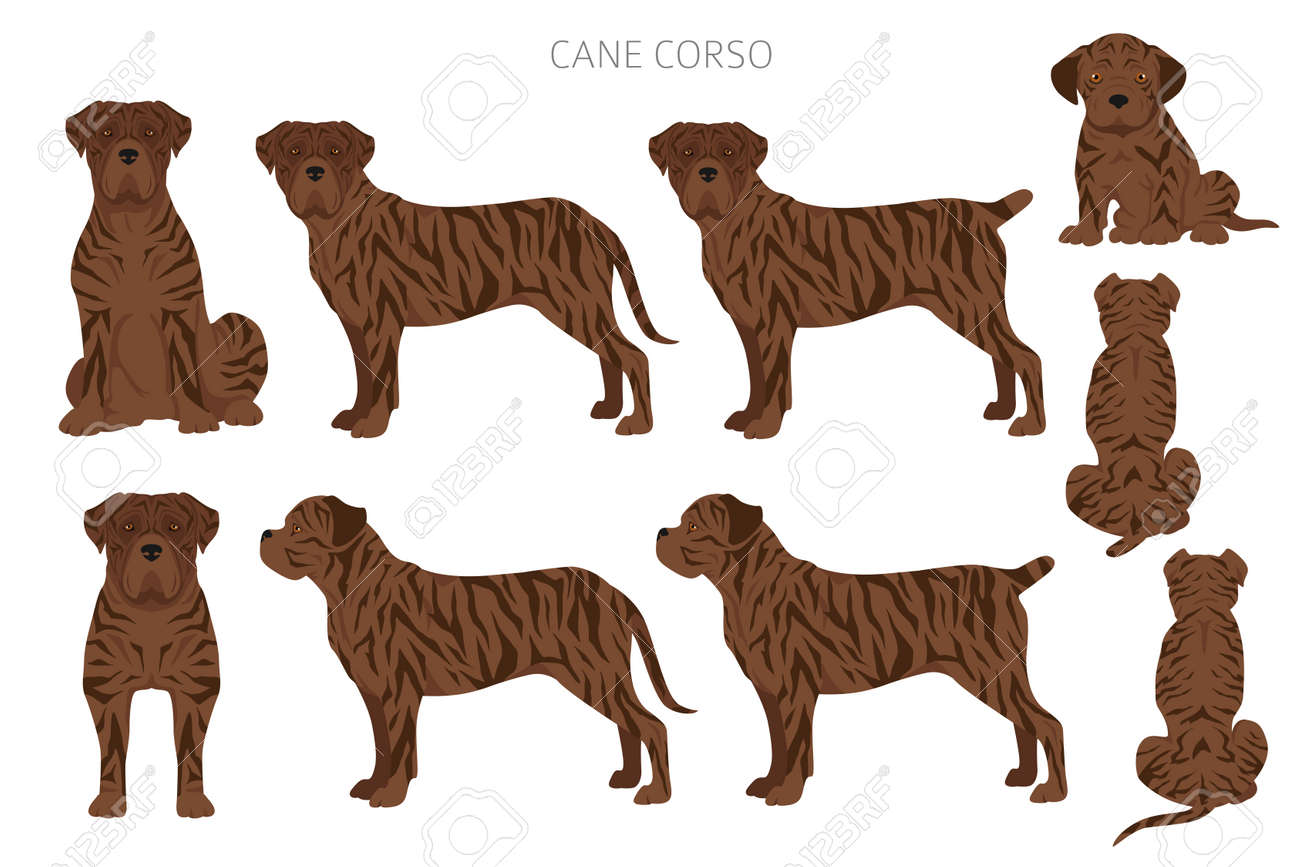 cane corso coat