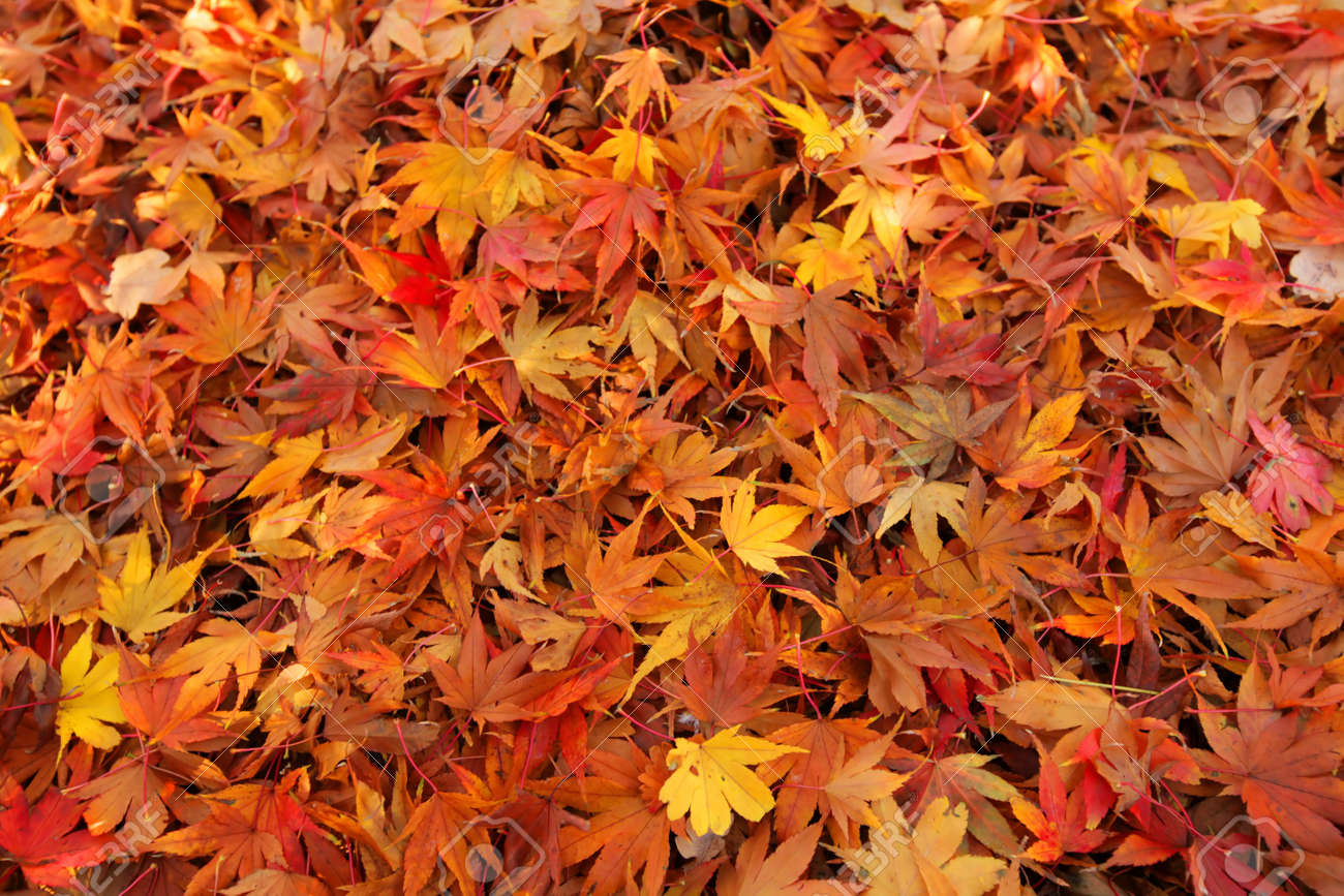 Multicoloured Fallen Leaves On The Ground In The Park In Autumn Stock Photo Picture And Royalty Free Image Image Multicoloured Fallen Leaves On The Ground In The Park In Autumn Stock Photo Picture And Royalty Free Image Image