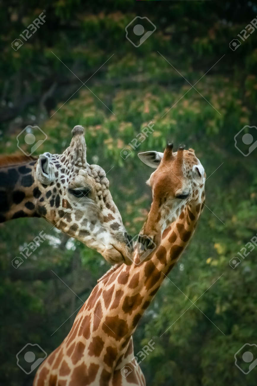 couple of giraffes in