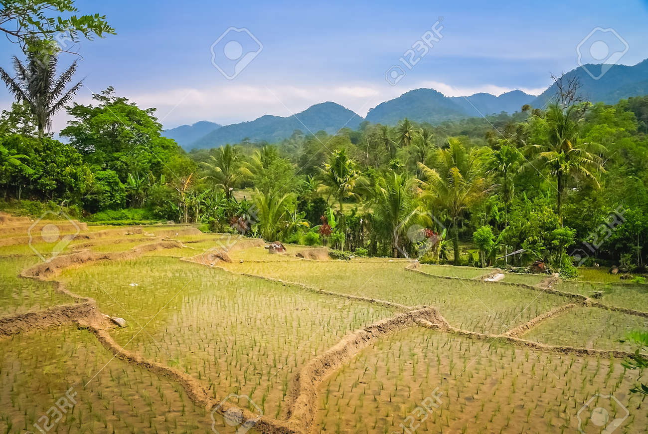 熱帯の棚田風景. 油彩画