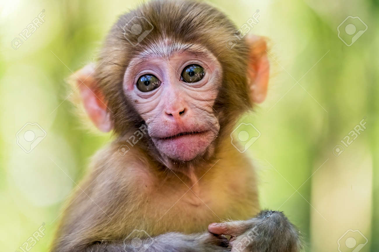 imagenes de monos bebes