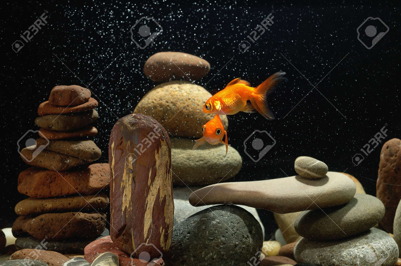 よく整理された禅石と素敵なボケ味の泡の上の水槽で金魚をカップル の写真素材 画像素材 Image よく整理された禅石と素敵なボケ味の泡の上の水槽で金魚をカップル の写真素材 画像素材 Image