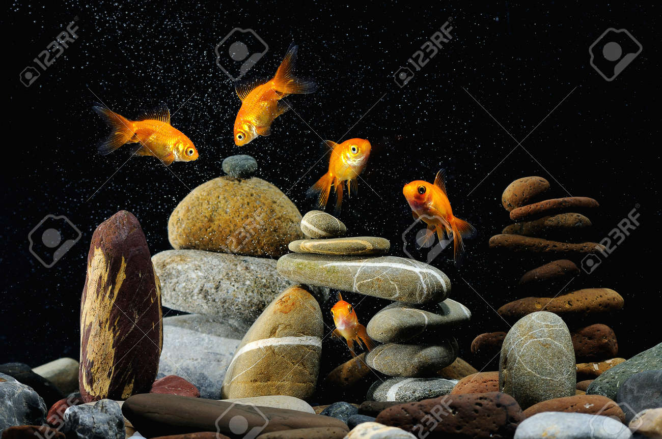 よく整理された禅石と素敵な気泡の水槽で金魚 の写真素材 画像素材 Image