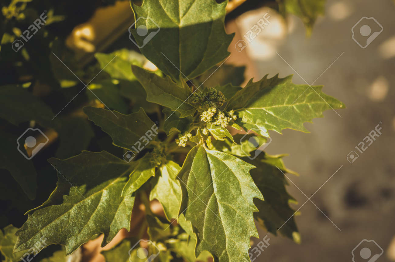 etiam-dictum-ipsum-a-felis