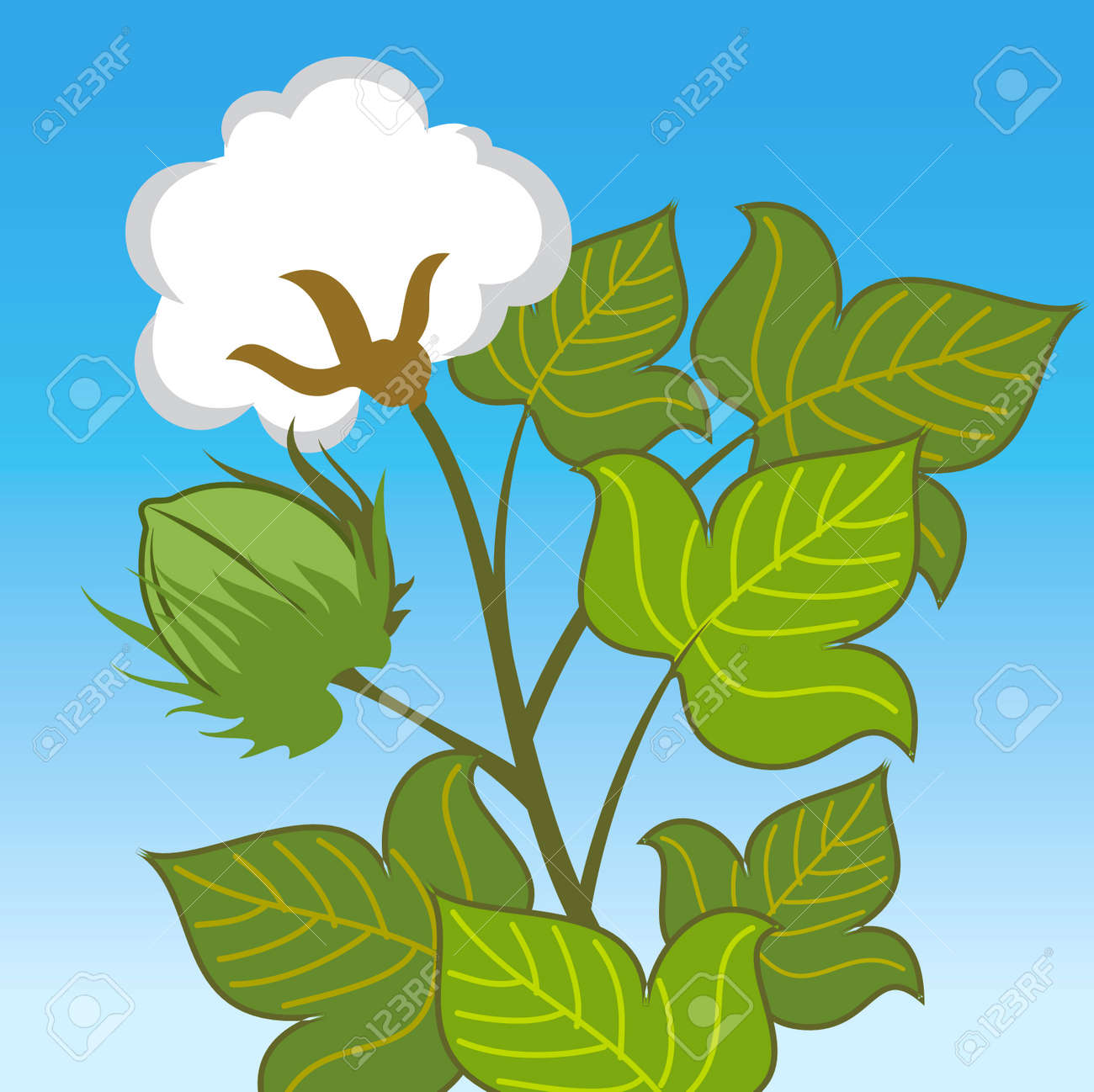 planta de algodón de