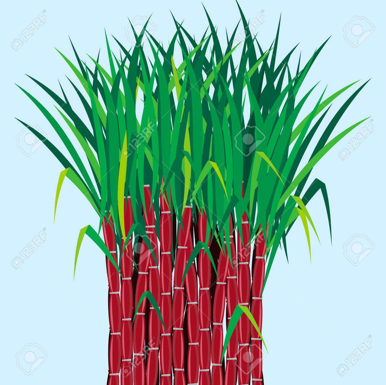 Sugarcane Plants Grow In Field Stock Vector Sugarcane Plants Grow In Field Stock Vector