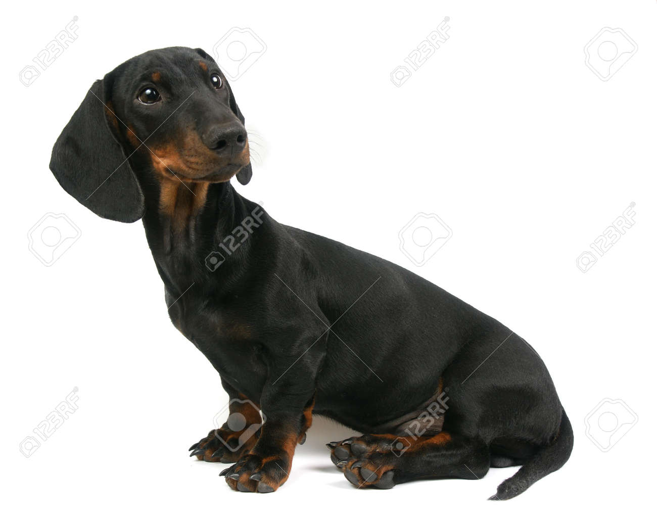 ダックスフンド 子犬 4 ヶ月 白い背景の上の肖像画 の写真素材 画像素材 Image