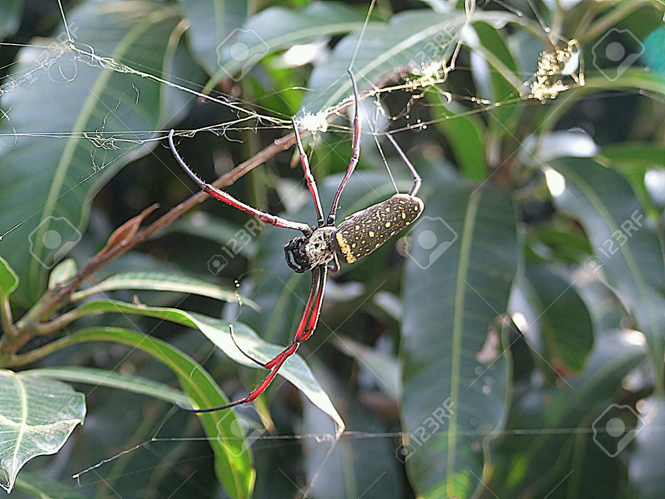 etiam-dictum-ipsum-a-felis