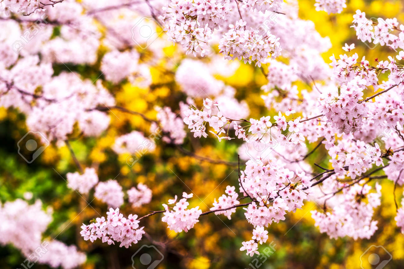 春の桜の季節の花春の日差しの下で開花 韓国の馬山での撮影 フォーカスの背景からのマクロ撮影 の写真素材 画像素材 Image