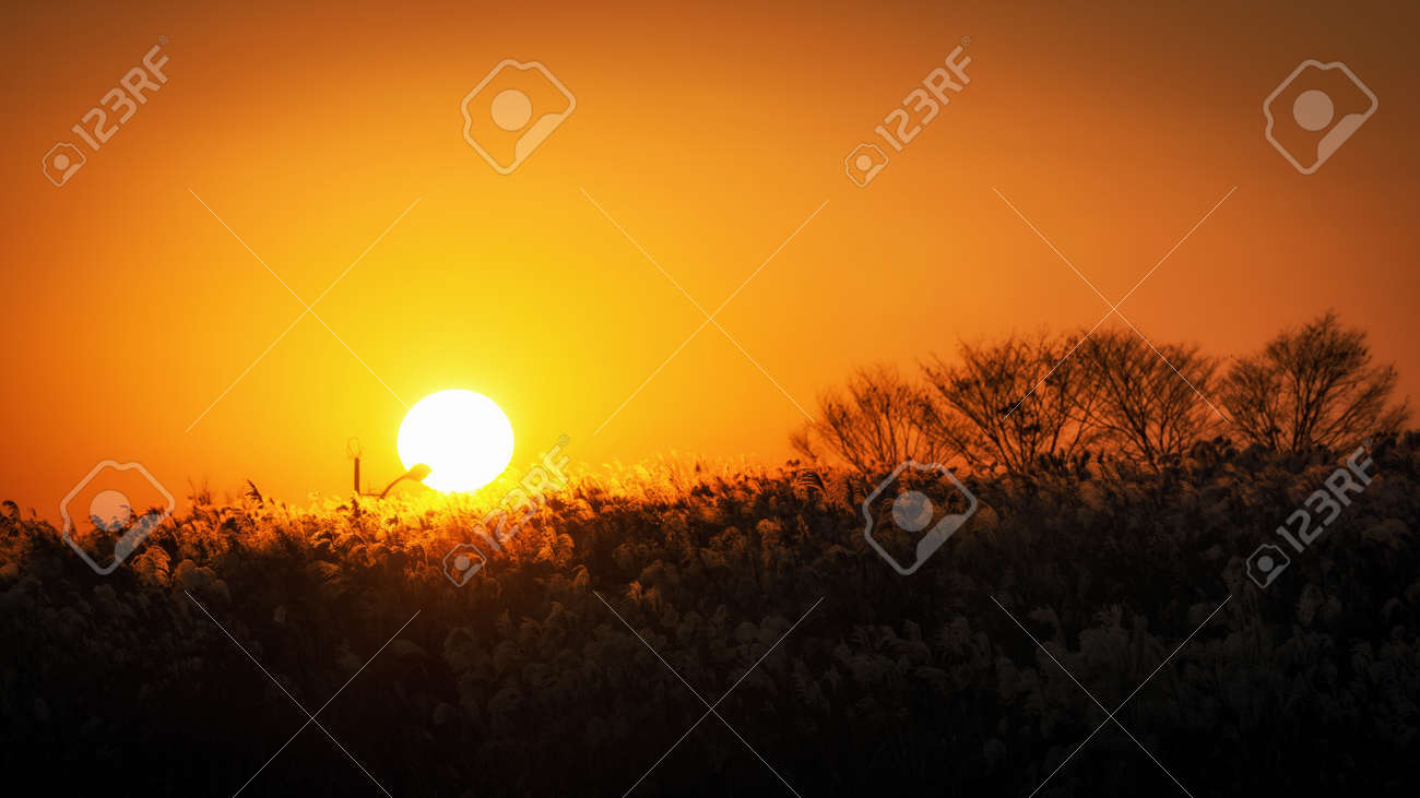 Silhouette Of Tall Reeds Or Silver Grass Taken Against The Sunset Stock Photo Picture And Royalty Free Image Image