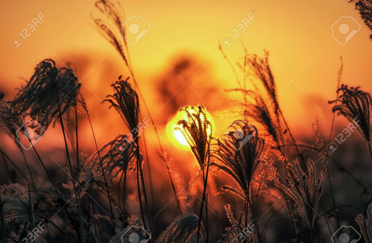 Silhouette Of Tall Reeds Or Silver Grass Taken Against The Sunset Stock Photo Picture And Royalty Free Image Image
