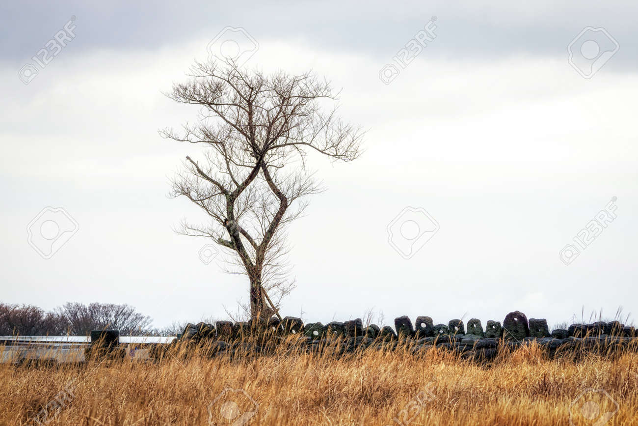 Image result for tall tree in prairy