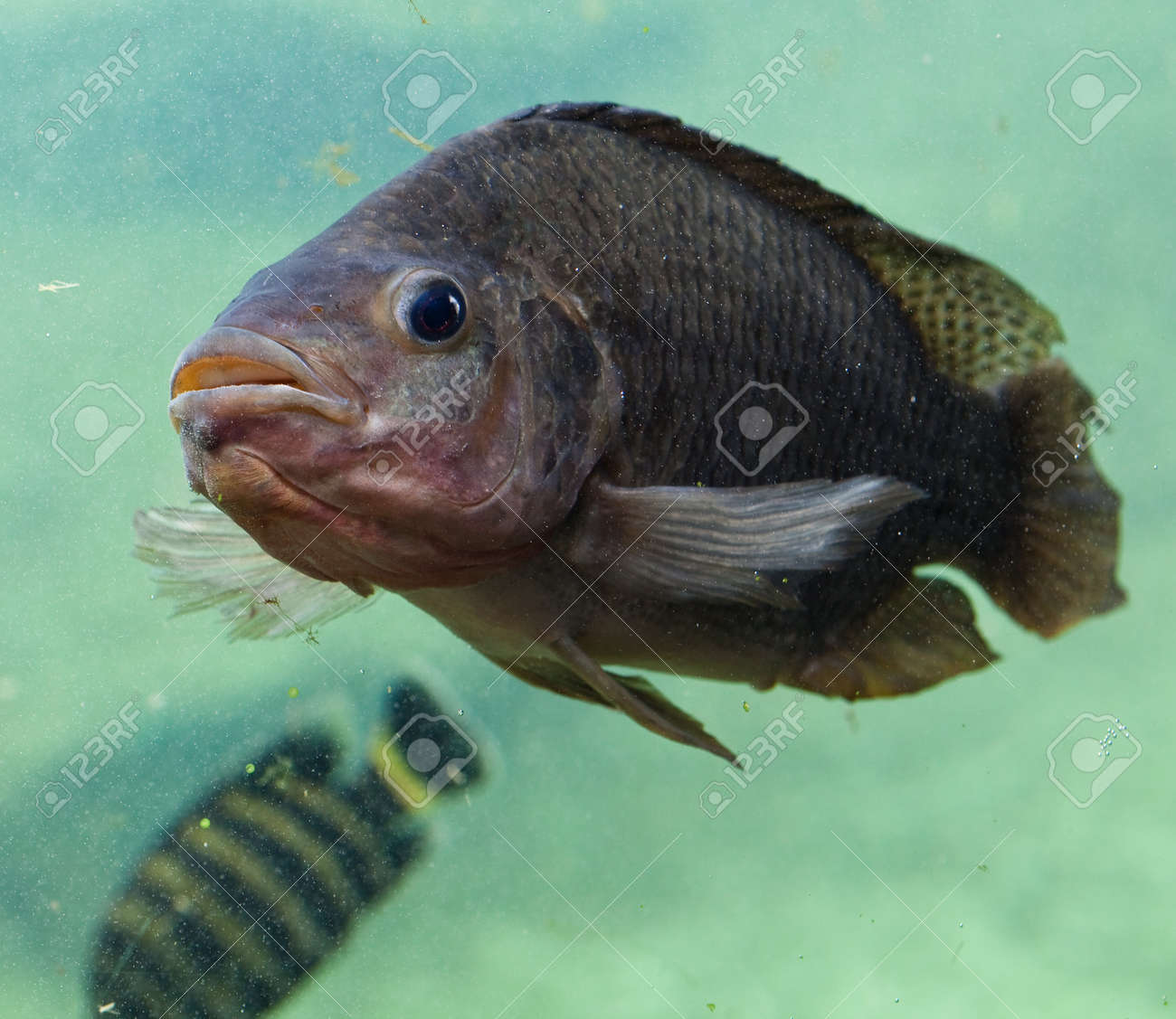 etiam-dictum-ipsum-a-felis