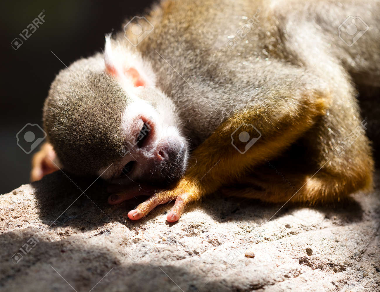 etiam-dictum-ipsum-a-felis