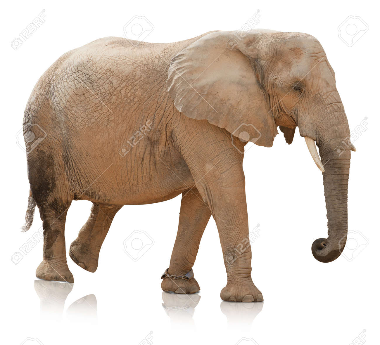 portrait of an elephant