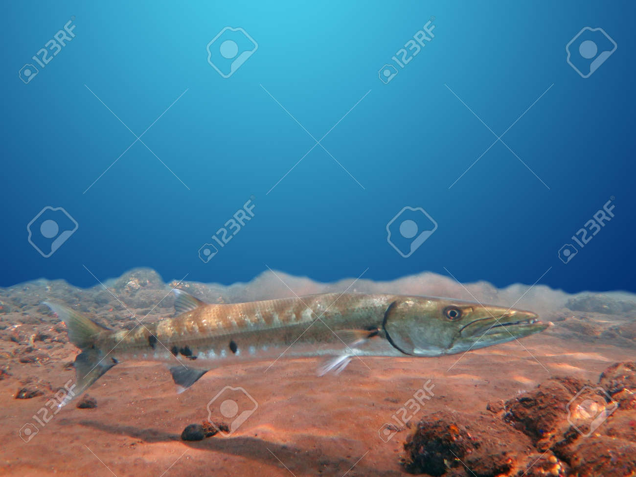 Get Barracuda Angriff Pictures