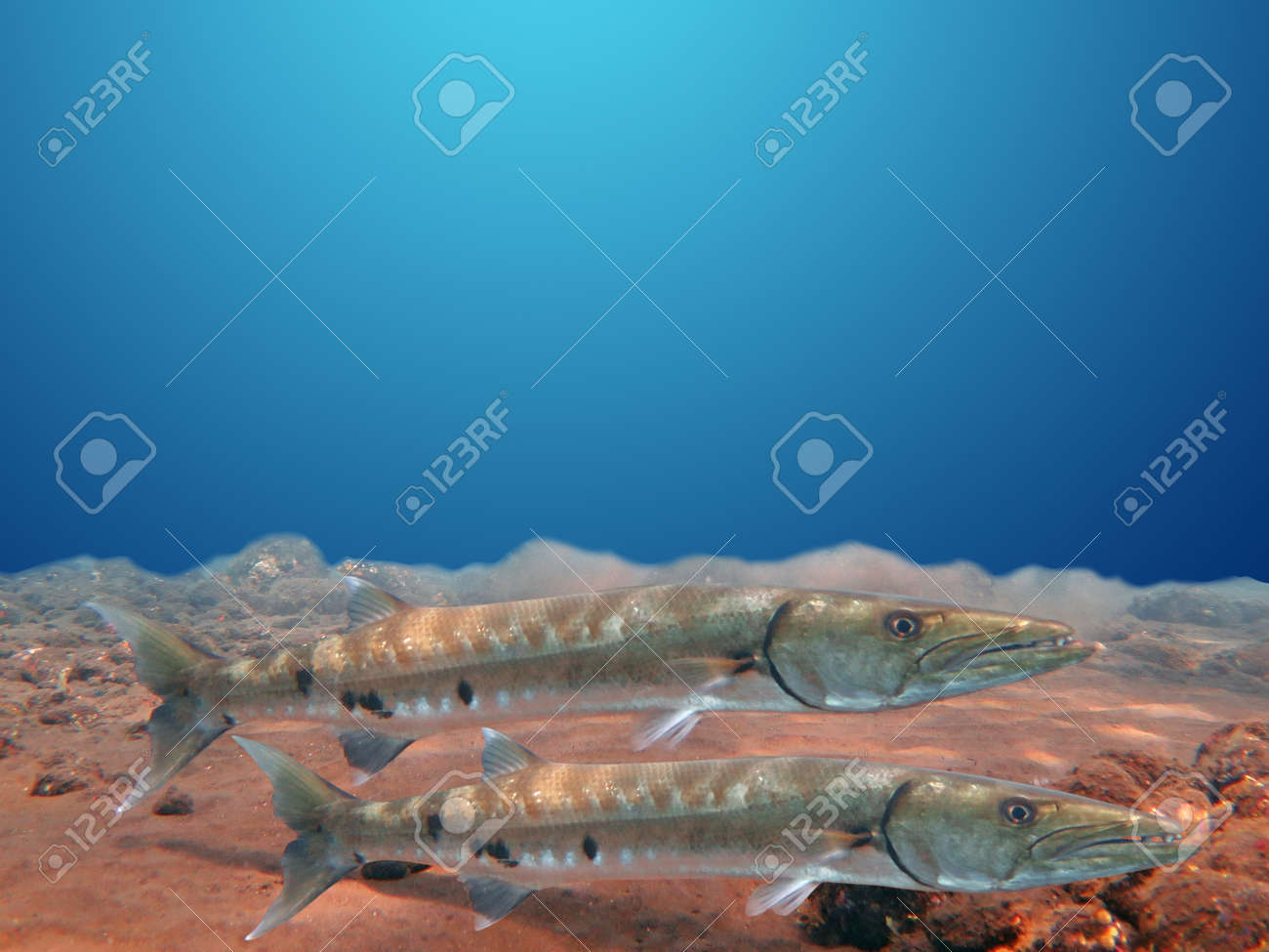 18+ Barracuda Fisch PNG