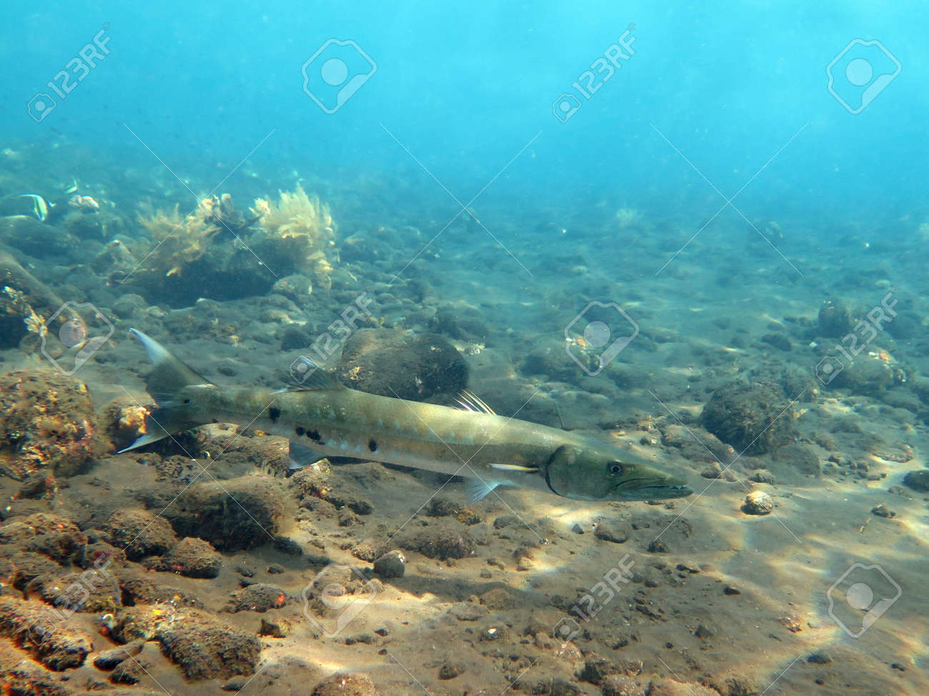Grosse Barracuda Fisch Im Ozean Bali Lizenzfreie Fotos Bilder Und Stock Fotografie Image 65125824