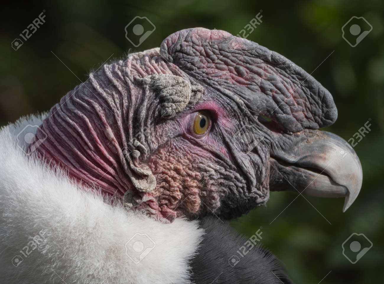 etiam-dictum-ipsum-a-felis