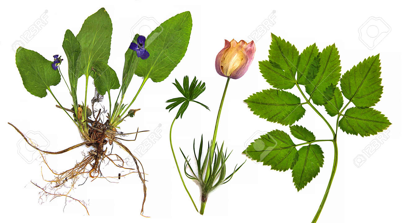 Peinture à Lhuile Sèche Automne Feuilles Vertes Et Fleurs Rose Pâle Perce Neige Bois Violet Bleu Isolé Feuilles Pressées Sur Fond Blanc Pour