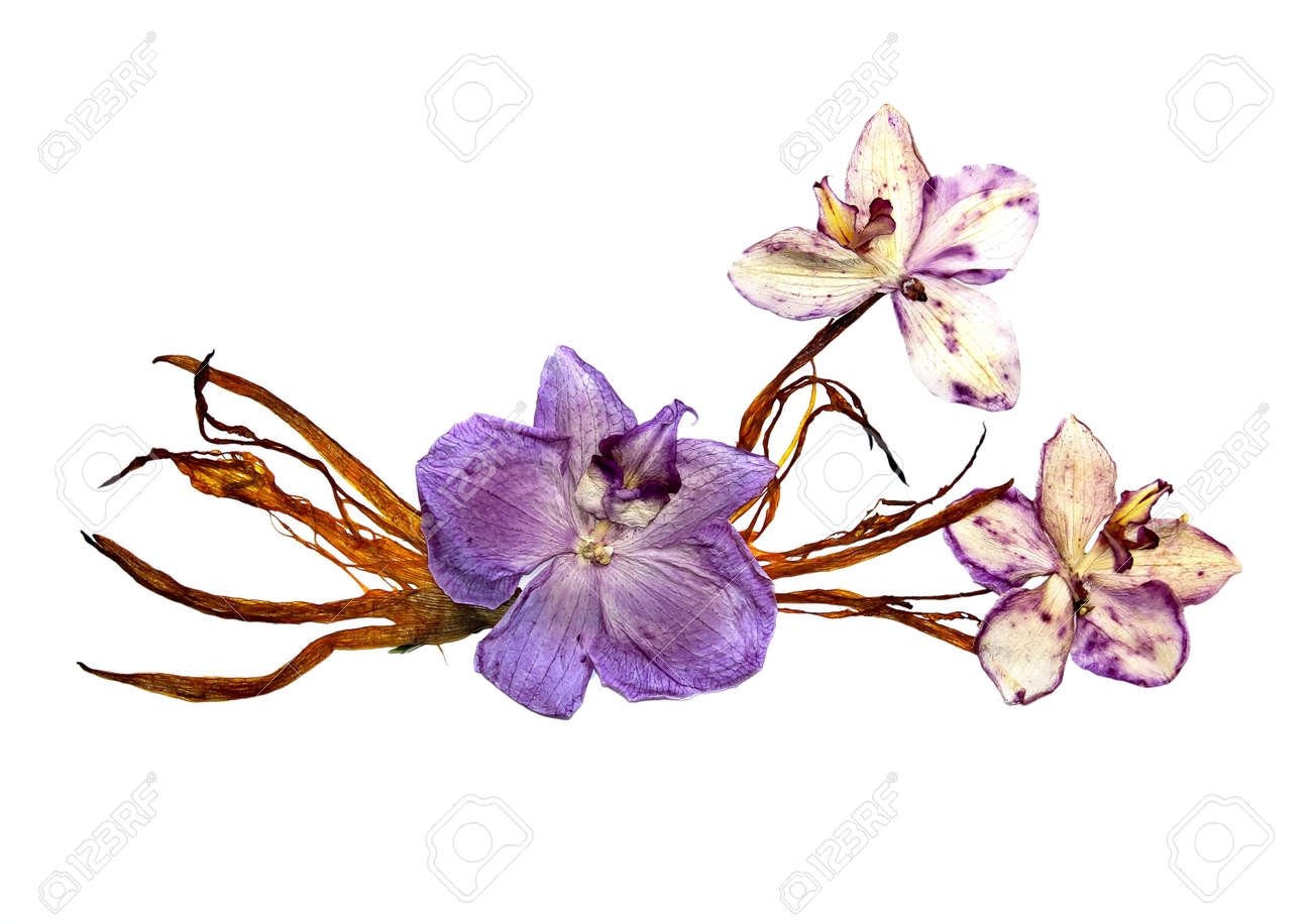 bizarre curved extruded dried lily petals pressed pink orchid