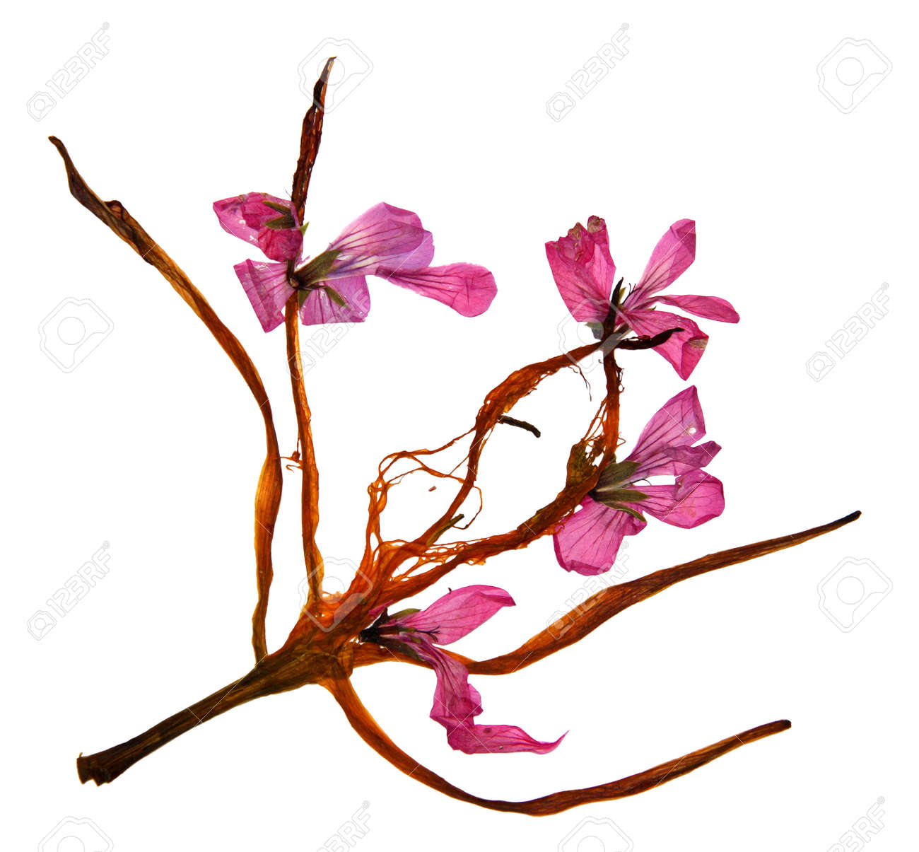 dried lily petals and pressed flowers geraniums stock photo picture