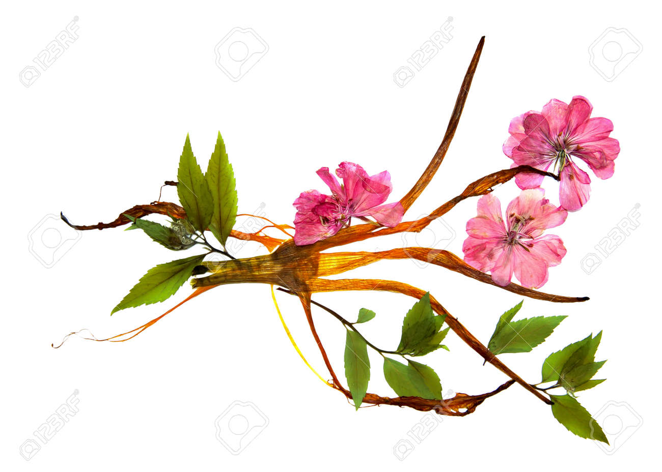 bizarre curved extruded dried lily petals pressed delicate flower
