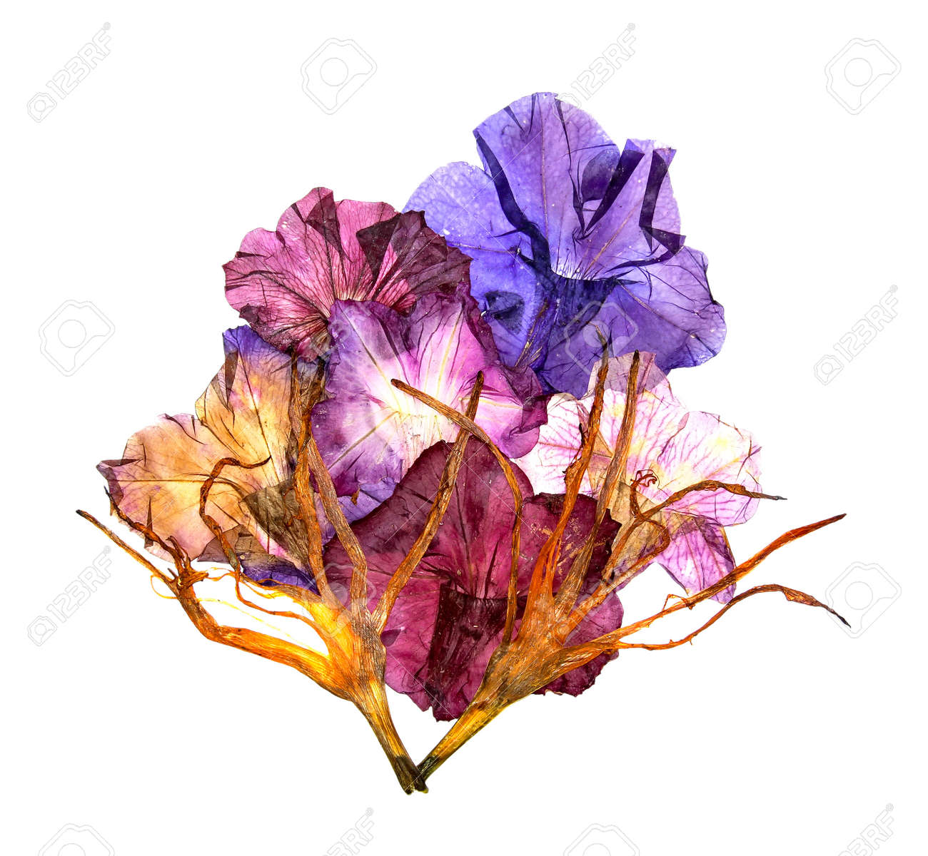 bizarre curved extruded dried lily petals petunia flower blue