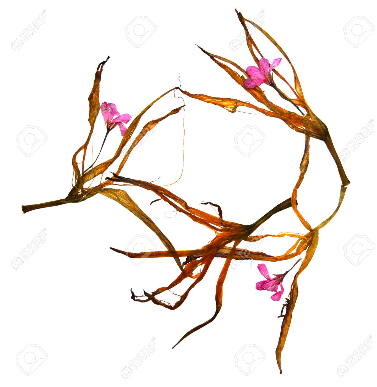 dried lily petals and pressed flowers geraniums stock photo picture