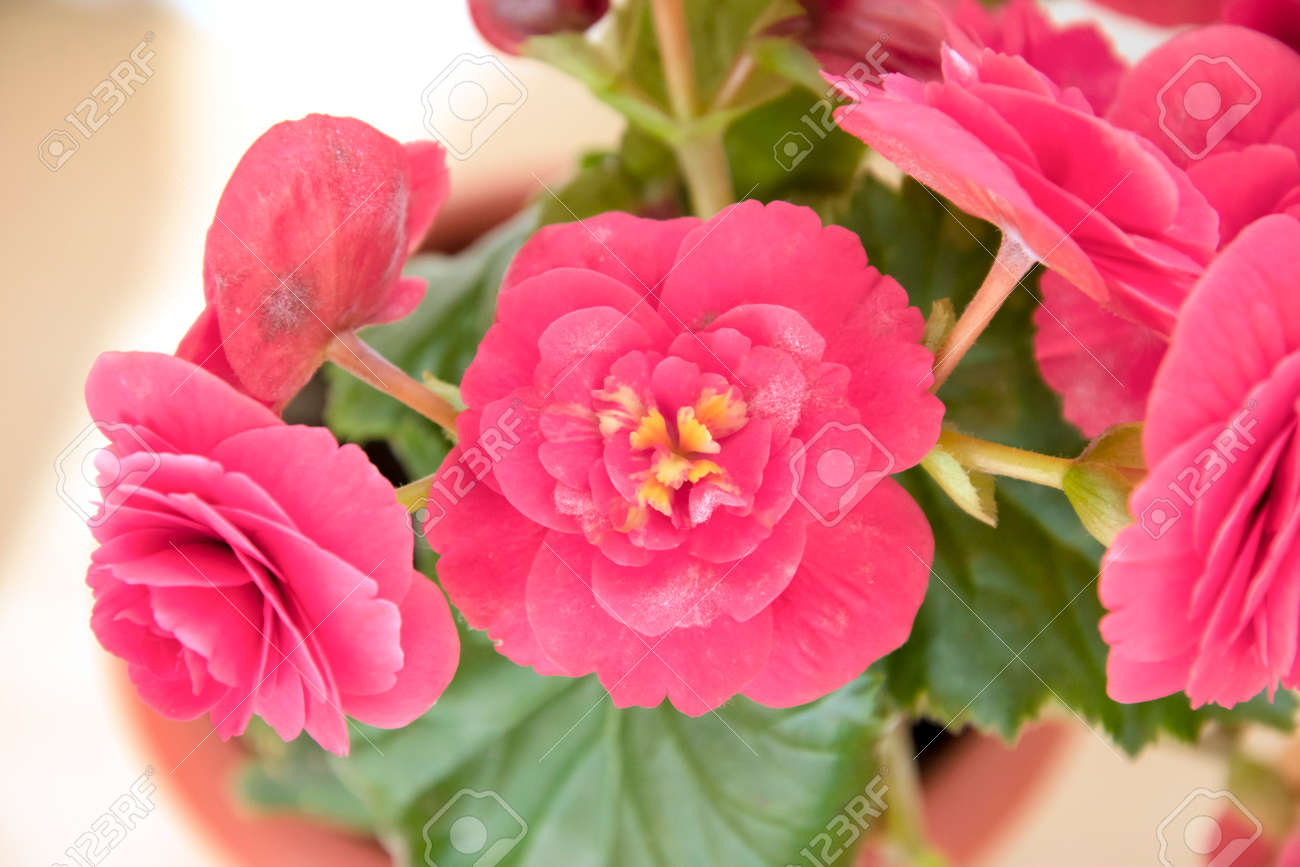 柔らかく新鮮なピンク ベゴニア テリーの花と花びらブッシュ浴槽に葉真菌病うどんこ病の発音 の写真素材 画像素材 Image 柔らかく新鮮なピンク ベゴニア テリーの花と花びらブッシュ浴槽に葉真菌病うどんこ病の発音 の写真素材 画像素材 Image