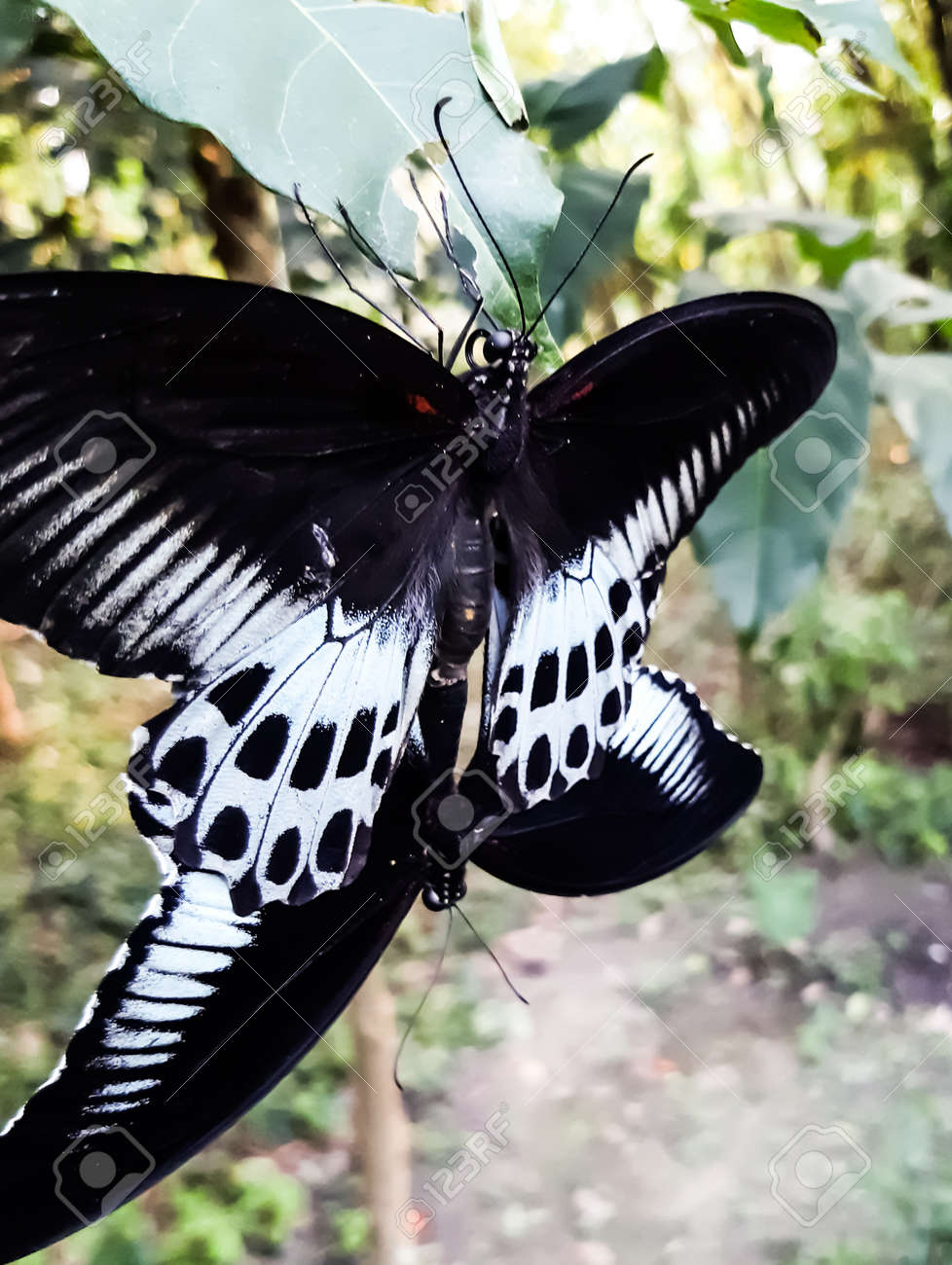 Zwei Schwarz-weiße Schmetterlinge Haben Sex. Auf Den Blättern Eines Grünen  Baumes Im Garten Sitzen. Lizenzfreie Fotos, Bilder und Stock Fotografie.  Image 147261715.
