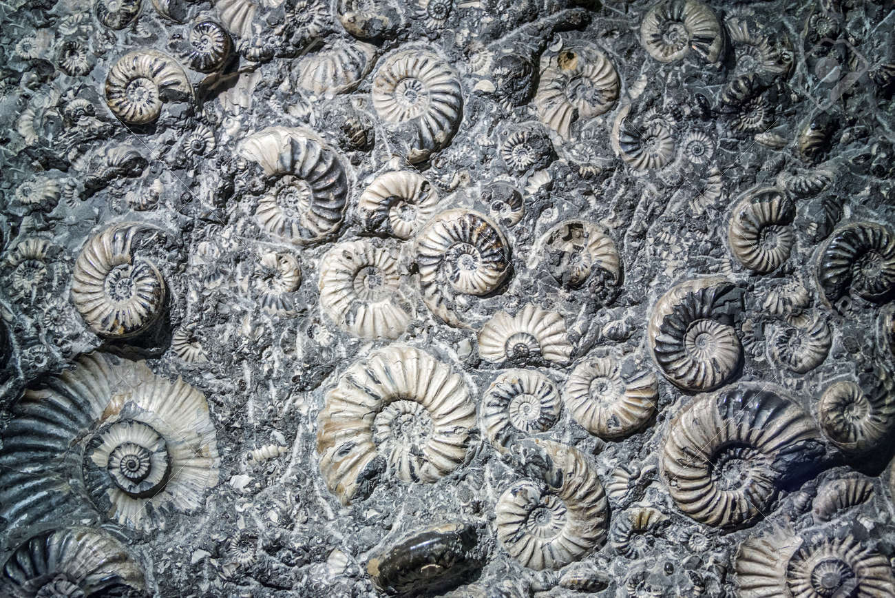 Closeup Of Agglomeration Of Ancient Extinct Ammonite Fossils Stock Photo Picture And Royalty Free Image Image 80791541 closeup of agglomeration of ancient extinct ammonite fossils stock photo picture and royalty free image image 80791541