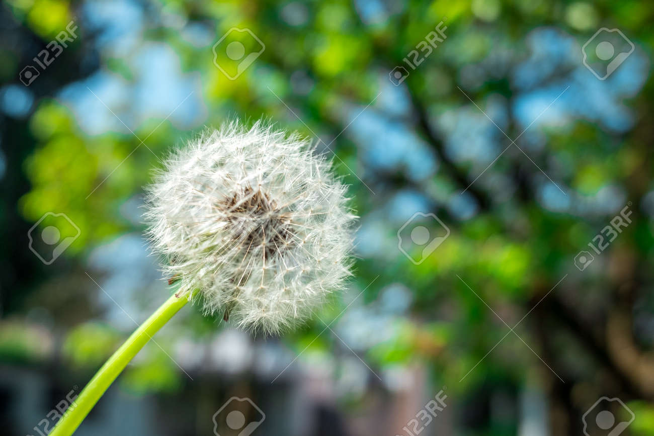 closeup of a dandelion seed head or blowball in front of green