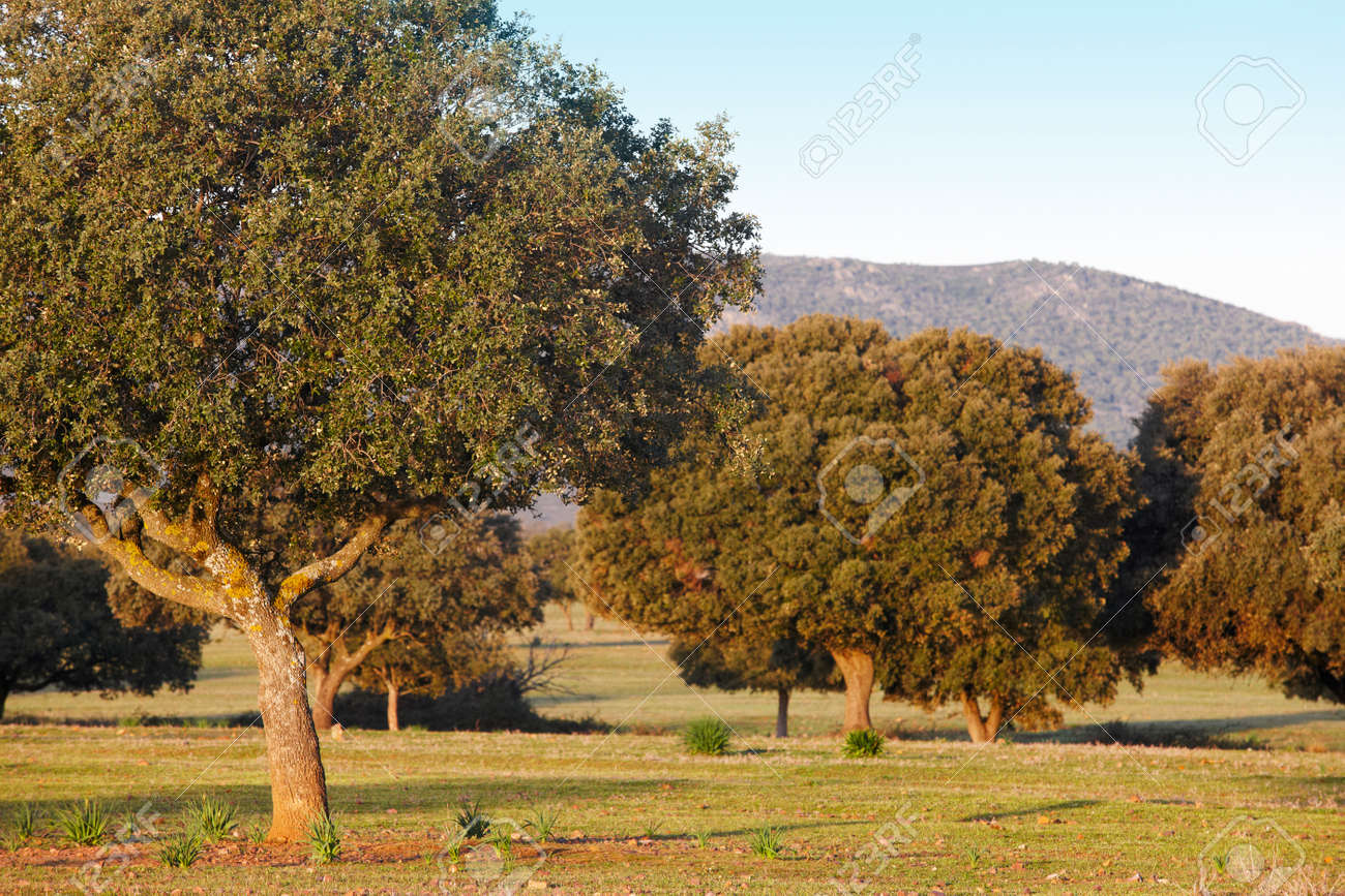 Resultado de imagen de españa ecosistemas bosque mediterraneo