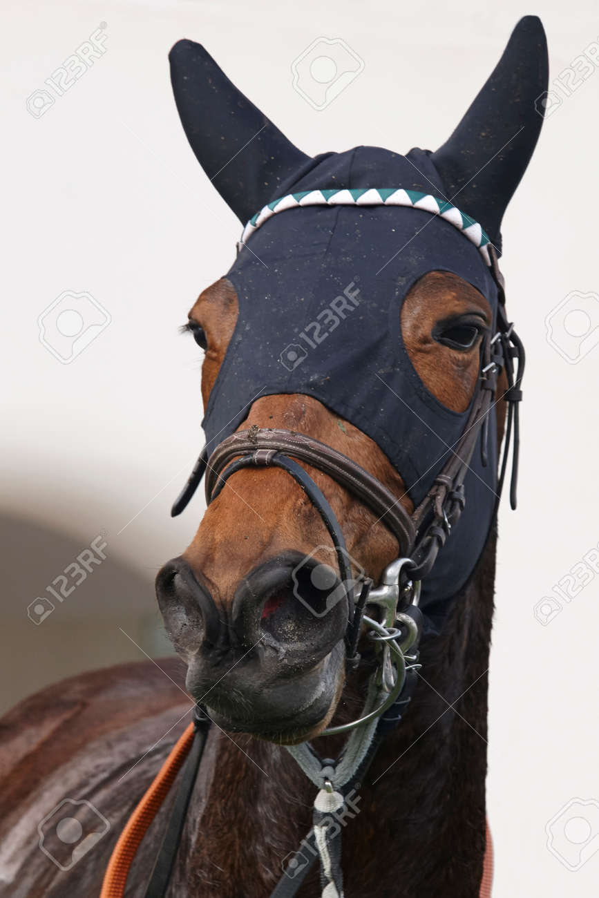 目隠しレース後のレースの馬の頭 パドック 垂直方向 の写真素材 画像素材 Image